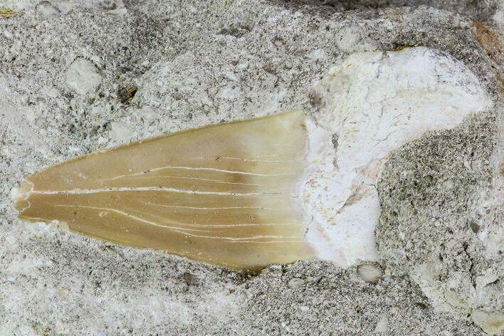 Otodus Shark Tooth Fossil in Rock - Eocene #111046